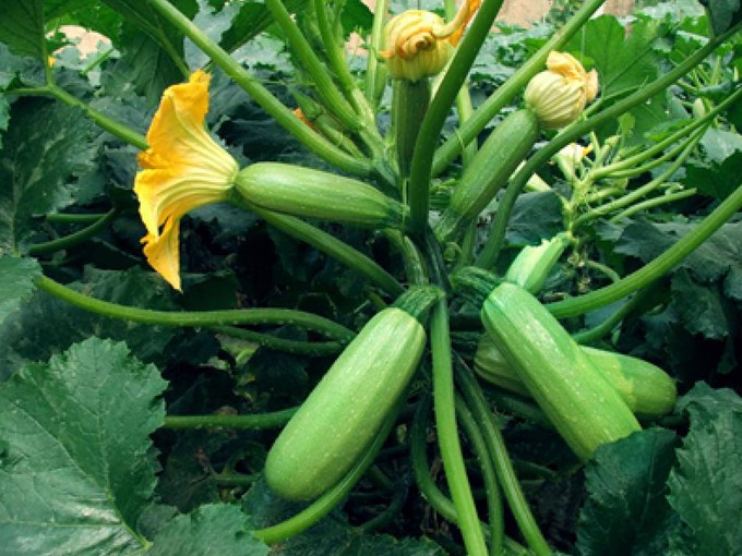 Cucurbita Pepo seed SUMMER SQUASH BELL Garden Company,Wholesale Plant